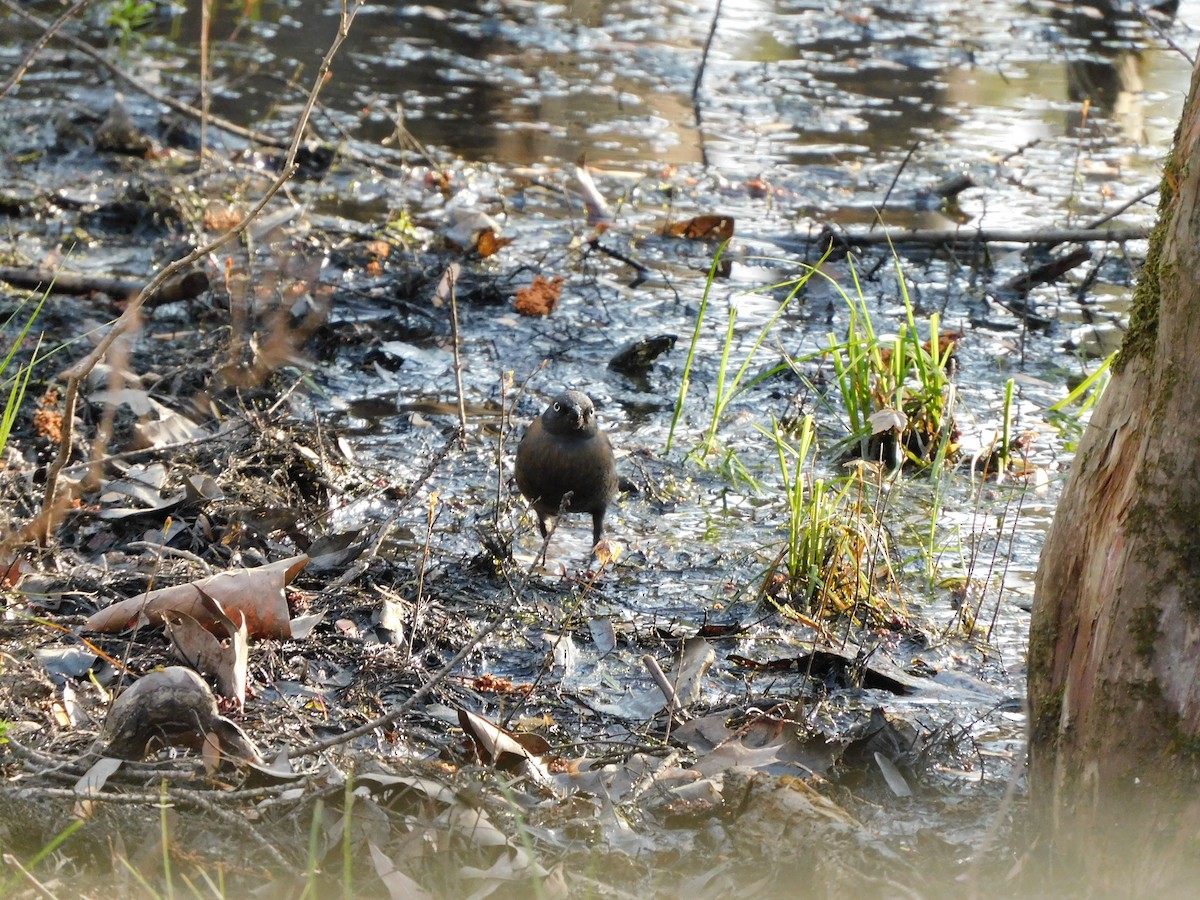 Rusty Blackbird - ML548981631
