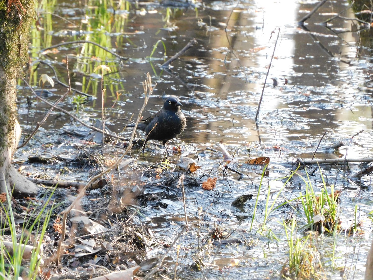 Rusty Blackbird - ML548981641