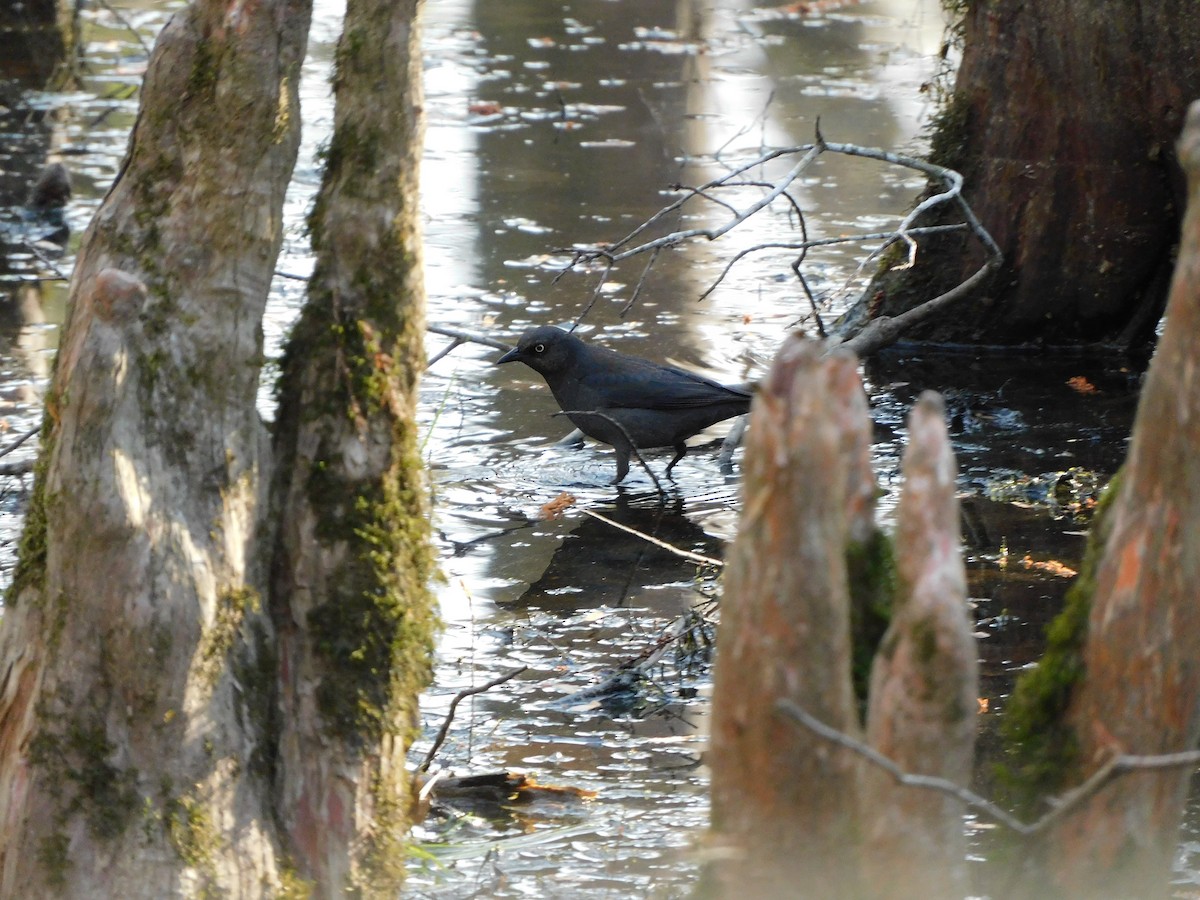 Rusty Blackbird - ML548981661