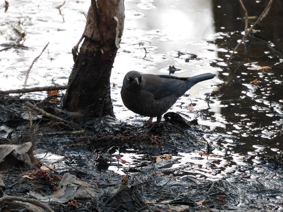 Rusty Blackbird - ML548981721