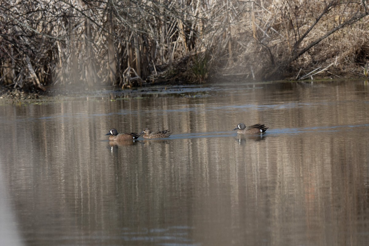 Blue-winged Teal - Pedro Miranda