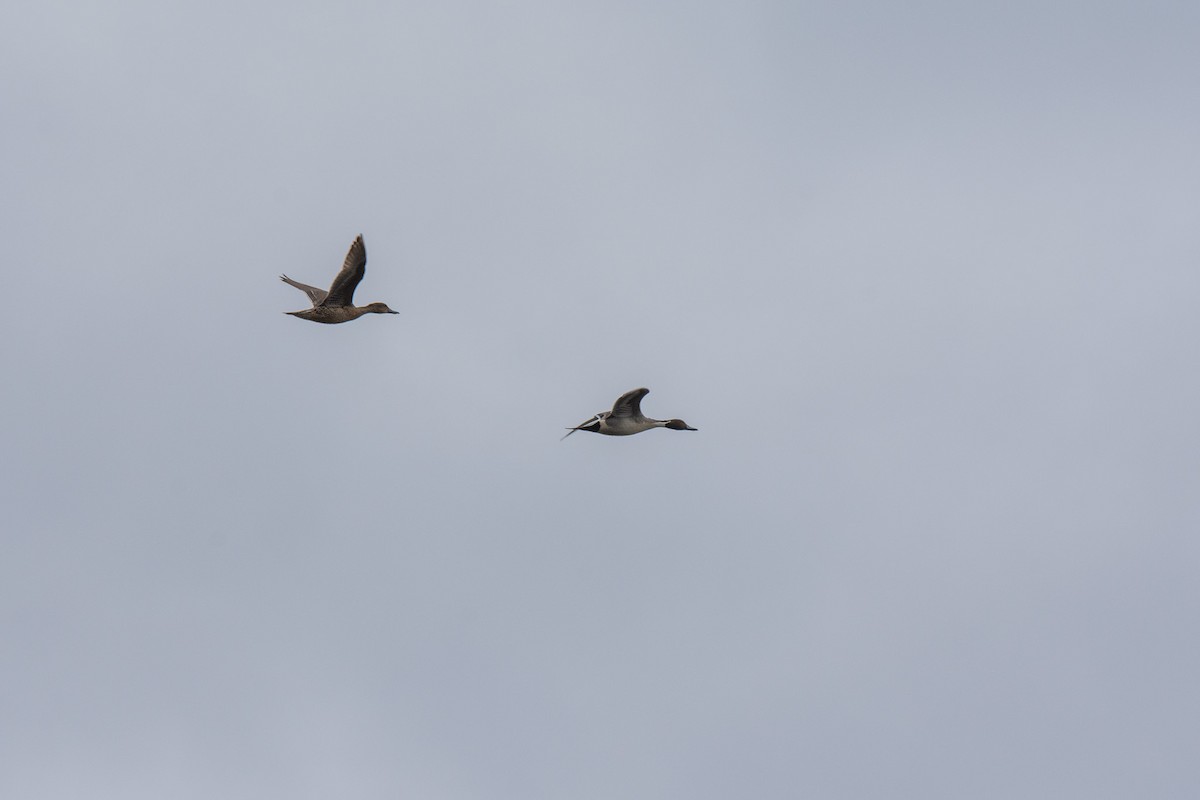 Northern Pintail - Pedro Miranda