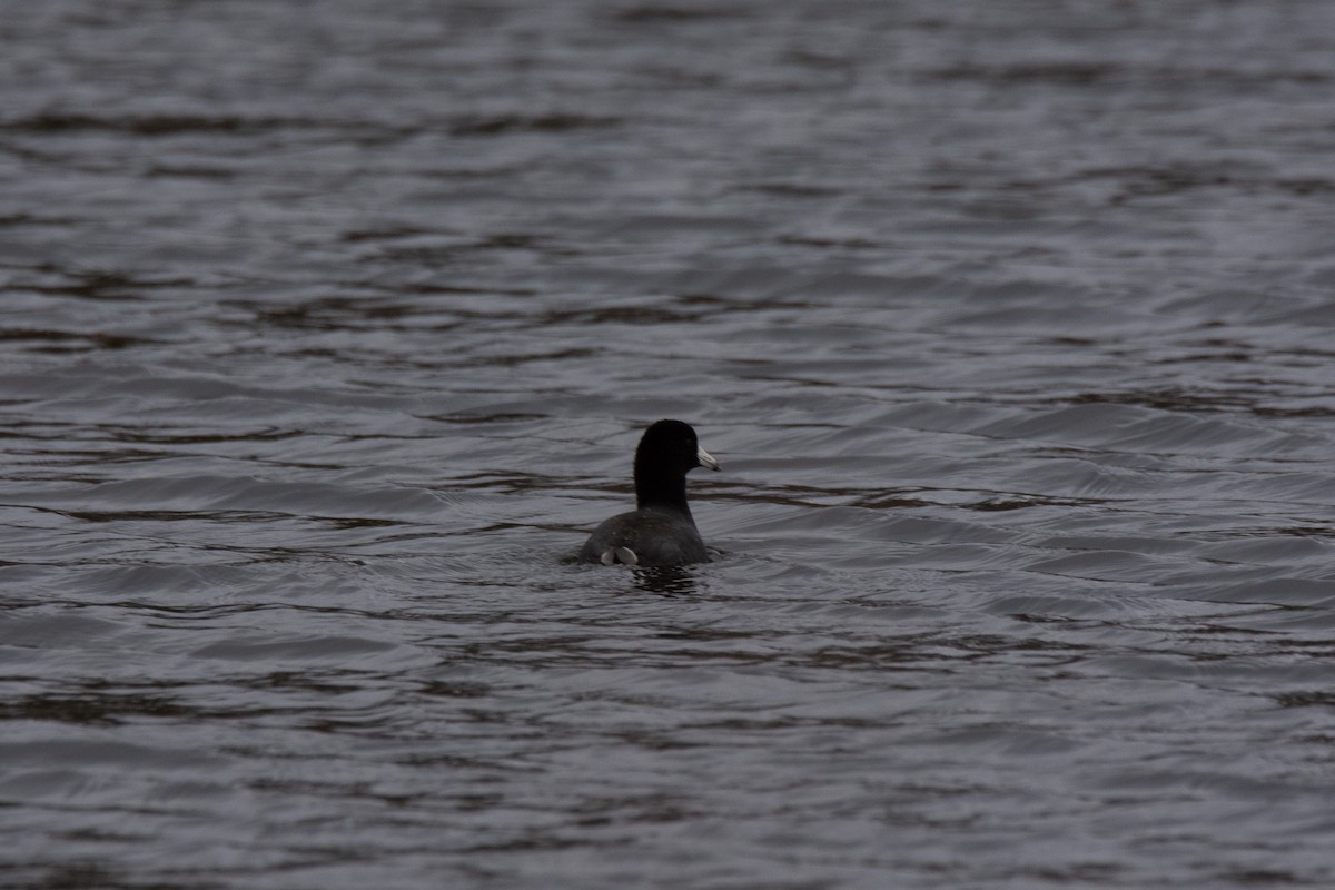 American Coot - Pedro Miranda