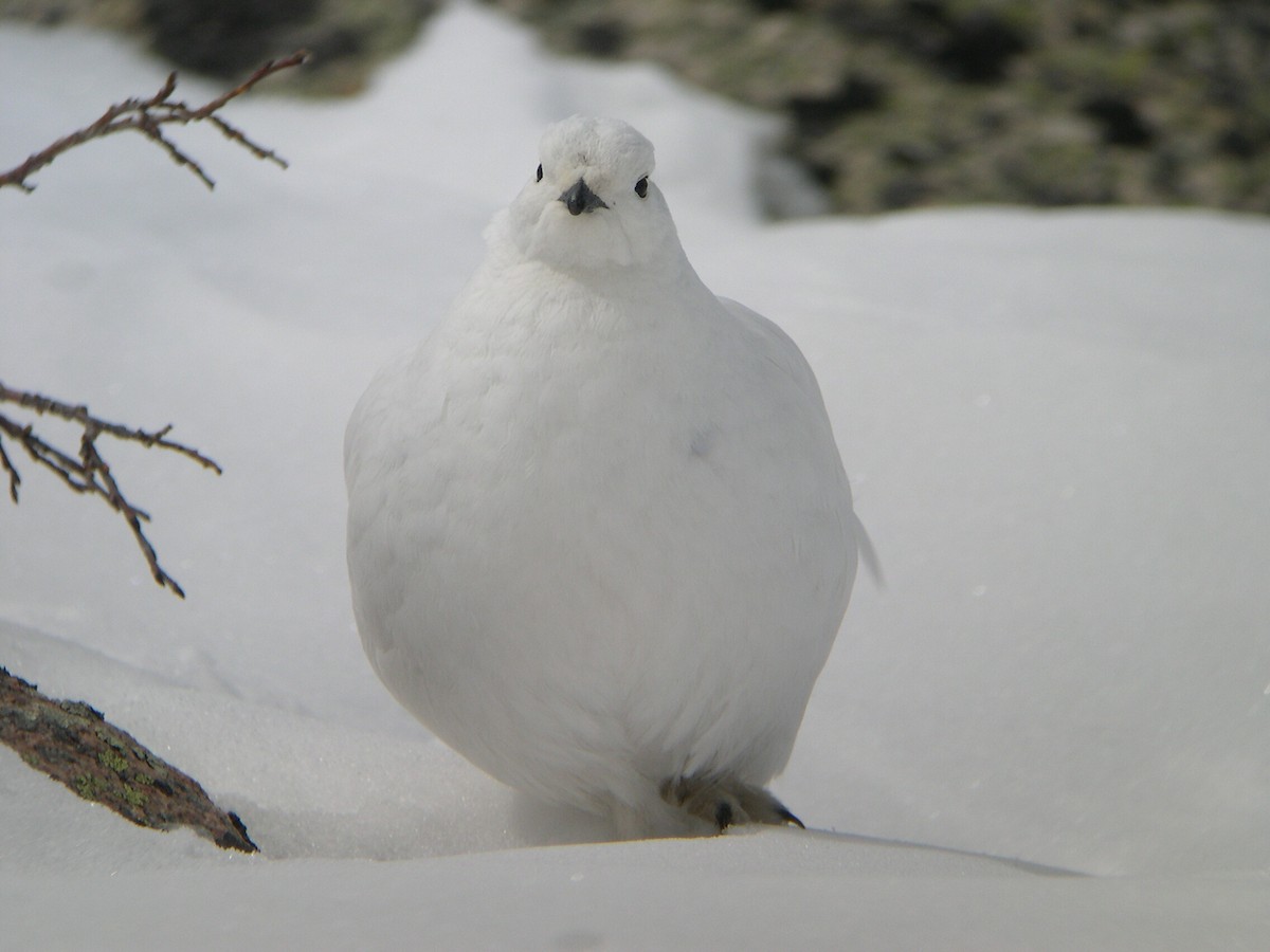 White-tailed Ptarmigan - Marianne Walsh