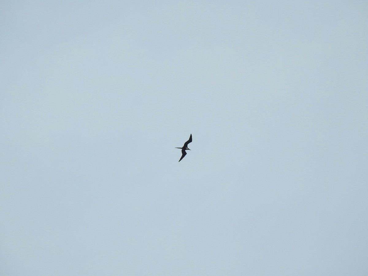 Magnificent Frigatebird - ML54898301