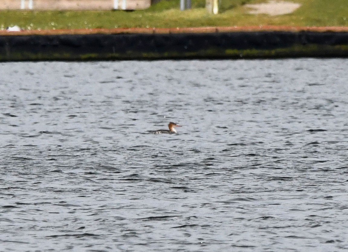 Red-breasted Merganser - A Emmerson