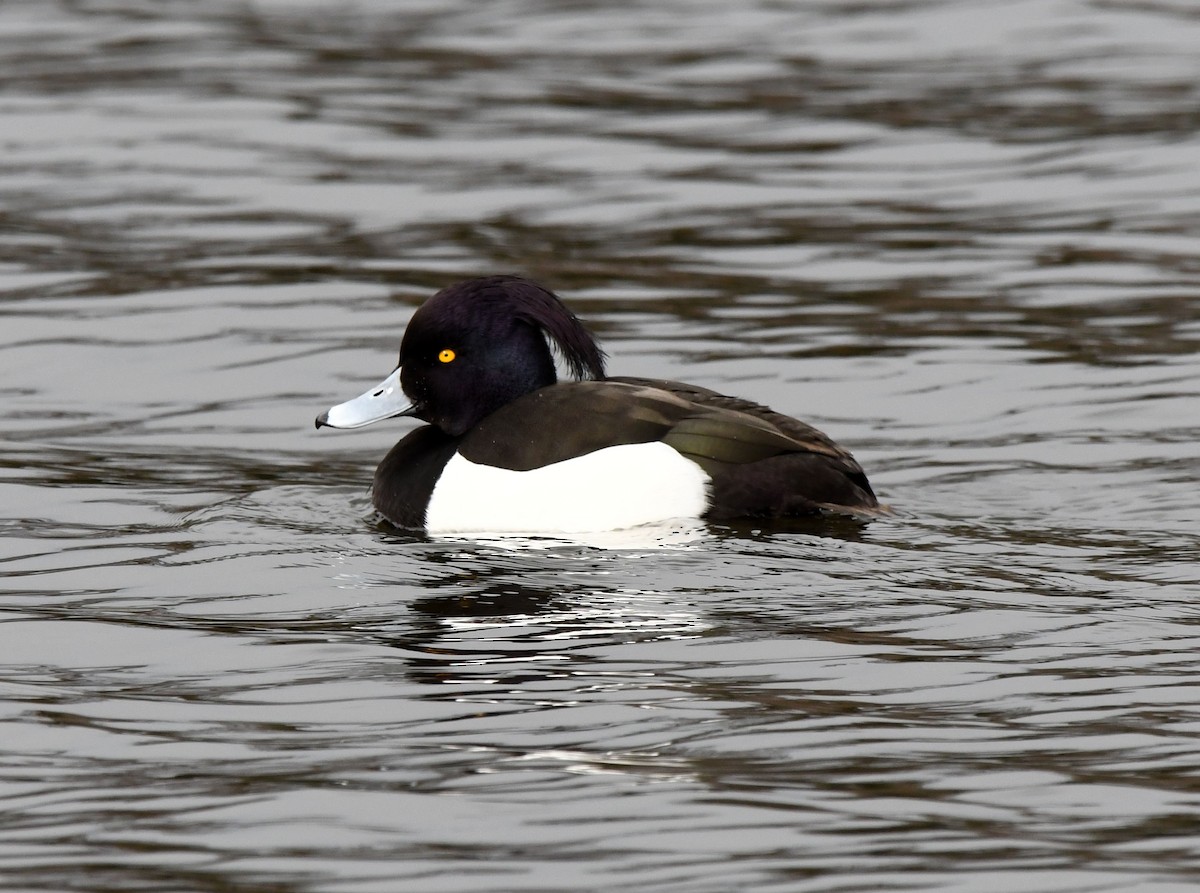 Tufted Duck - A Emmerson