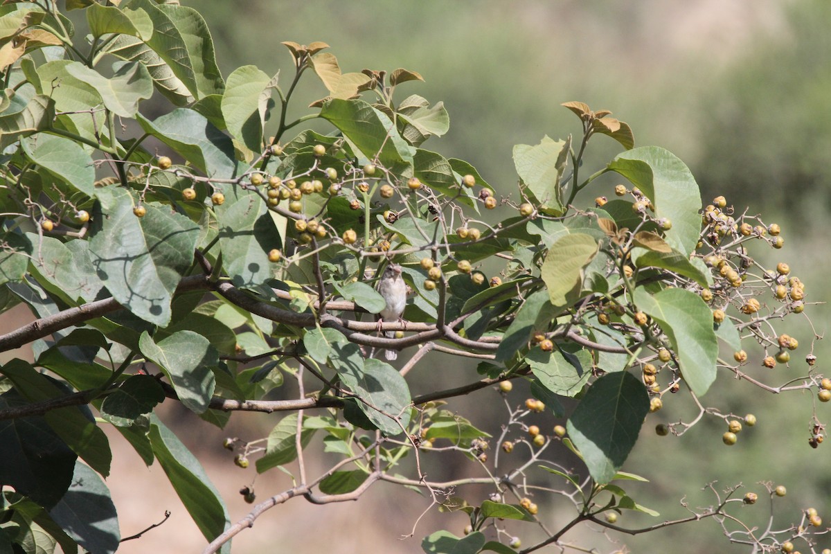 Yellow-rumped Serin - ML548984781