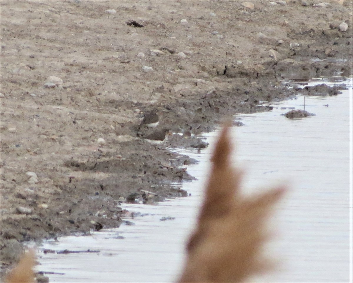 Spotted Sandpiper - ML54898481