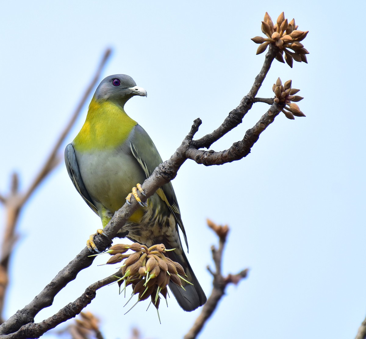 Yellow-footed Green-Pigeon - ML548985171