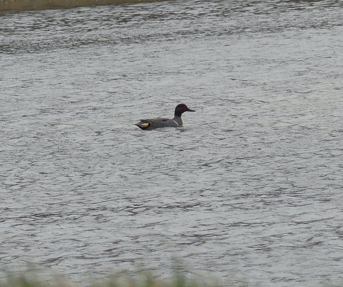 Green-winged Teal - ML548985311