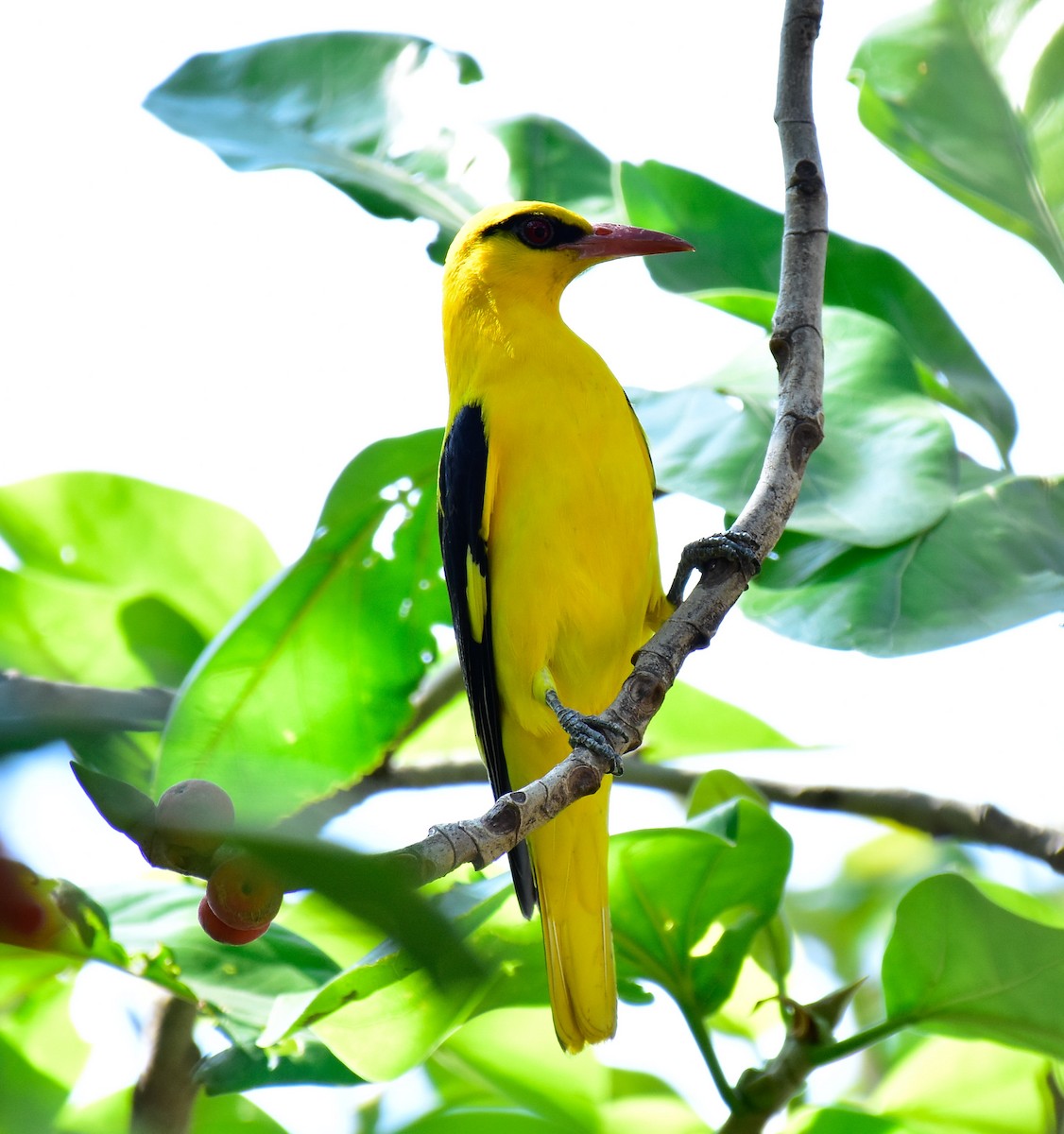 Indian Golden Oriole - ML548985591