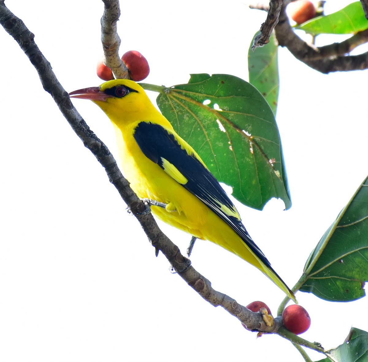 Indian Golden Oriole - ML548985621