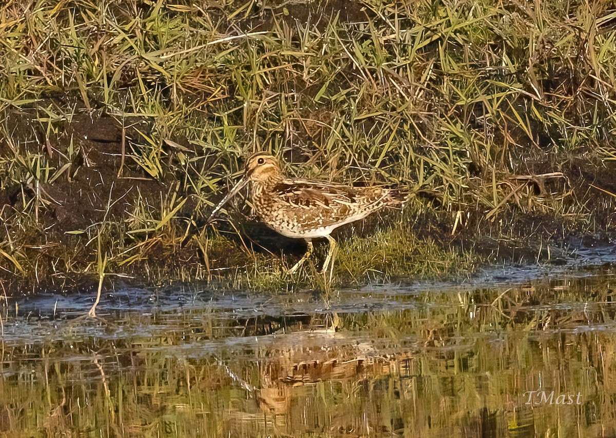 Wilson's Snipe - ML548985671