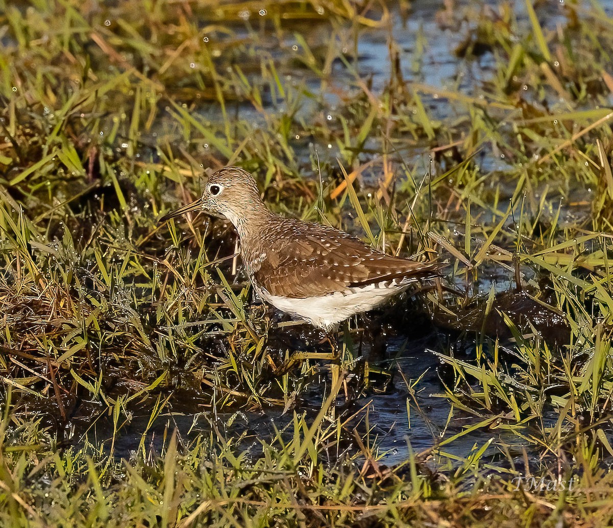 eremittsnipe - ML548985711