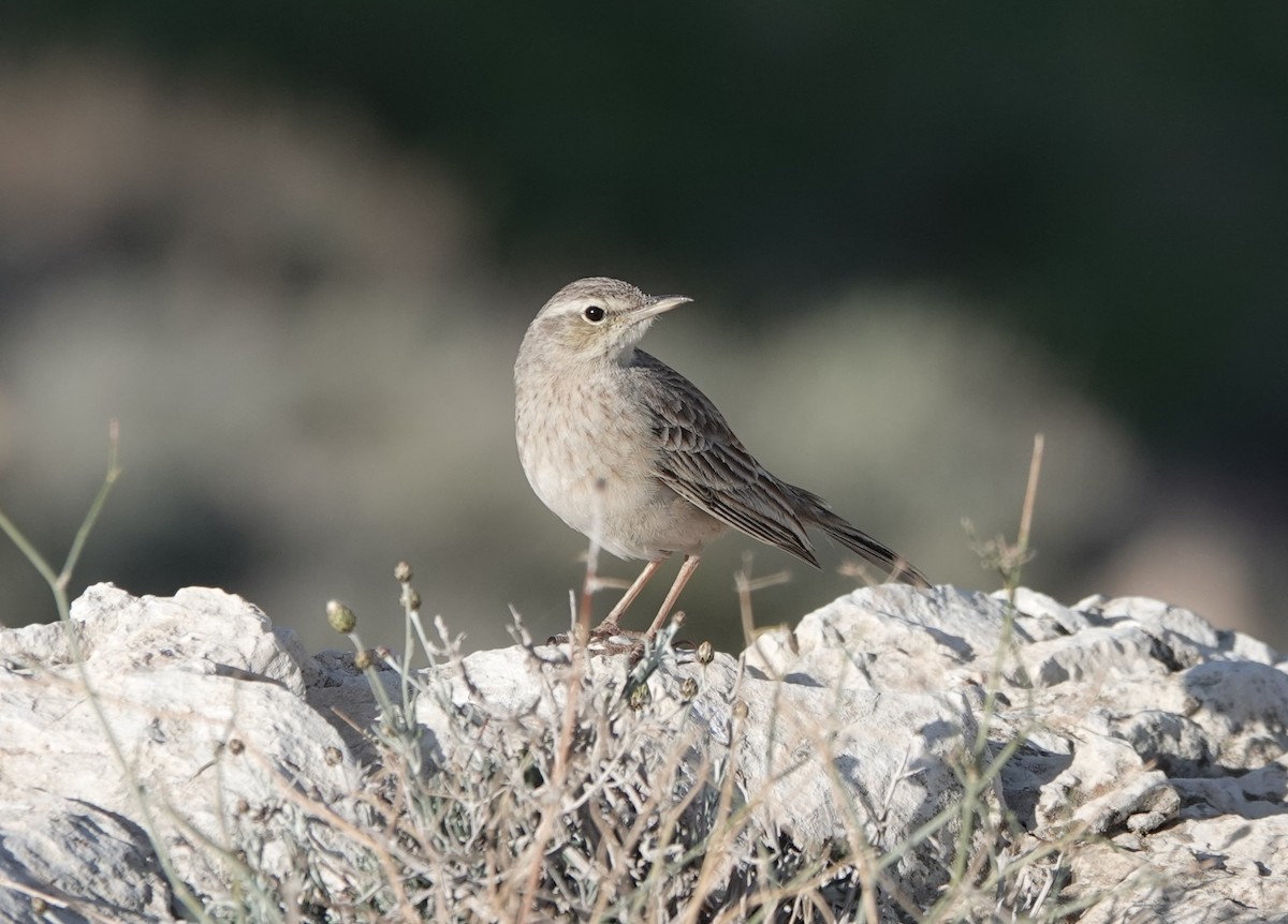 Long-billed Pipit (Middle Eastern) - ML548985891
