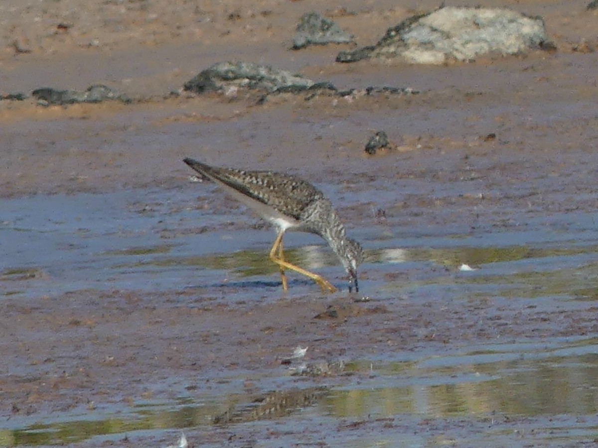 Lesser Yellowlegs - ML548986501