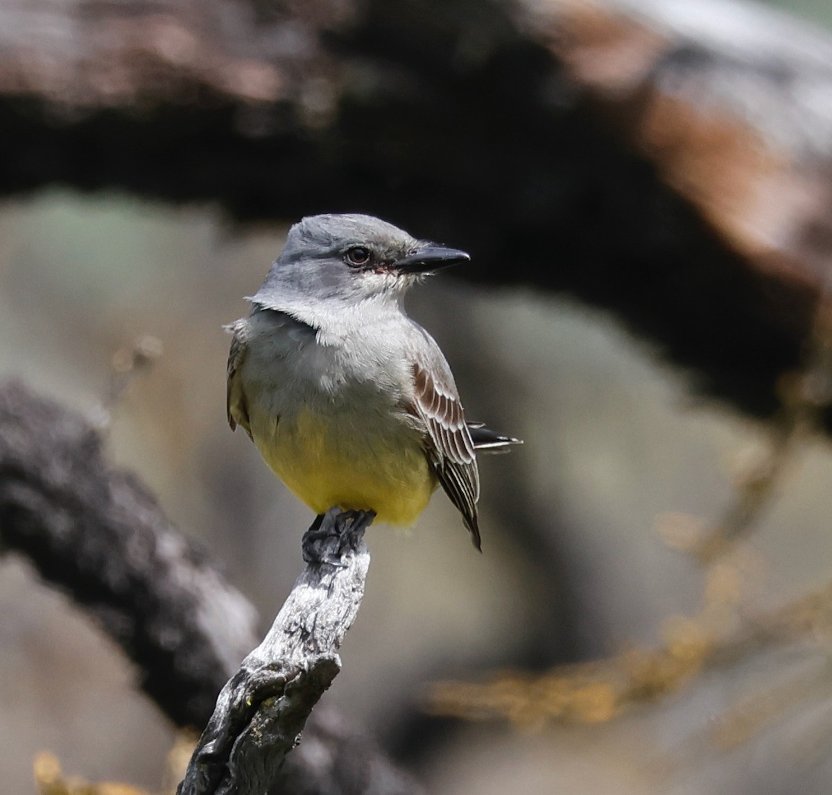 Cassin's Kingbird - ML548987251