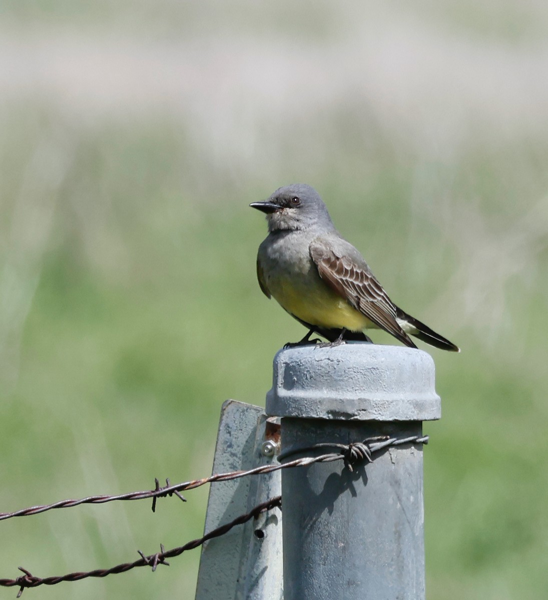 Cassin's Kingbird - ML548987331