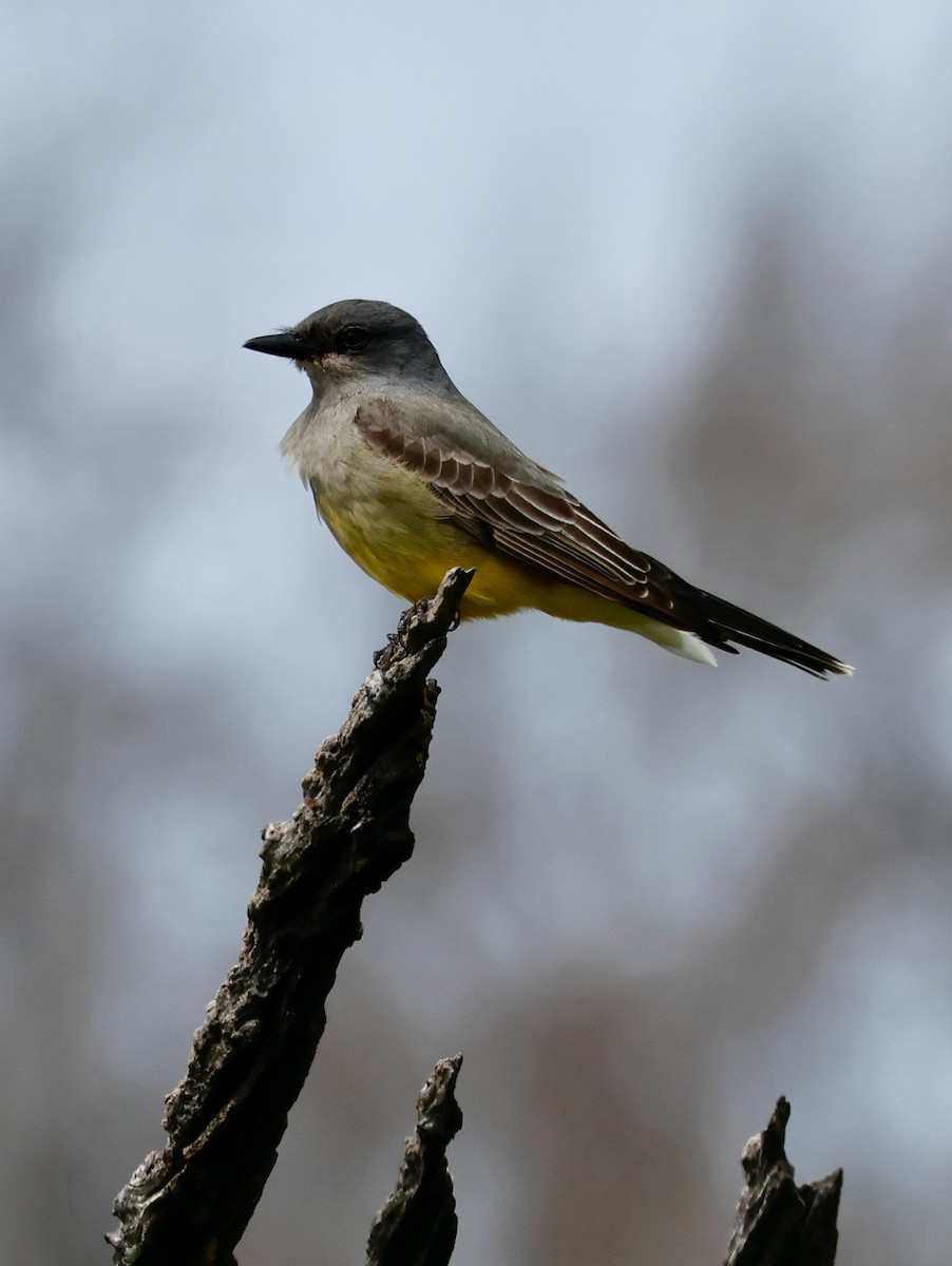 Cassin's Kingbird - ML548987351