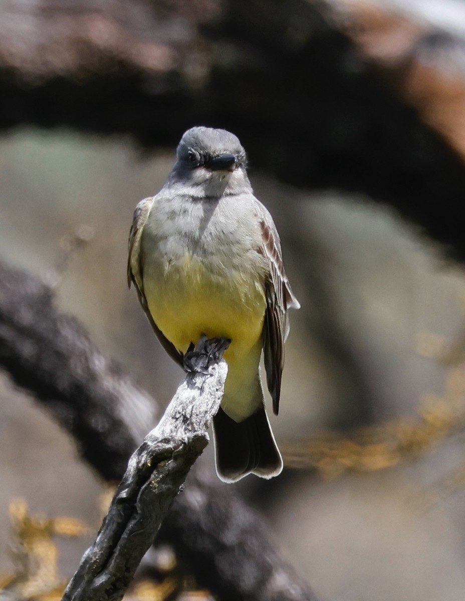 Cassin's Kingbird - ML548987471