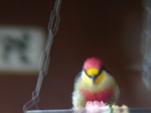 Yellow-fronted Woodpecker - ML548987601