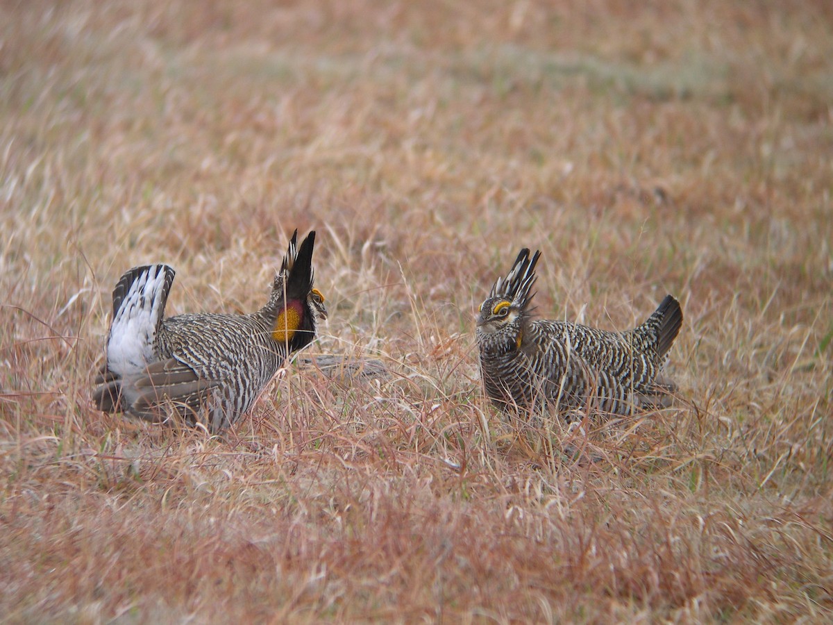 Greater Prairie-Chicken - Marianne Walsh