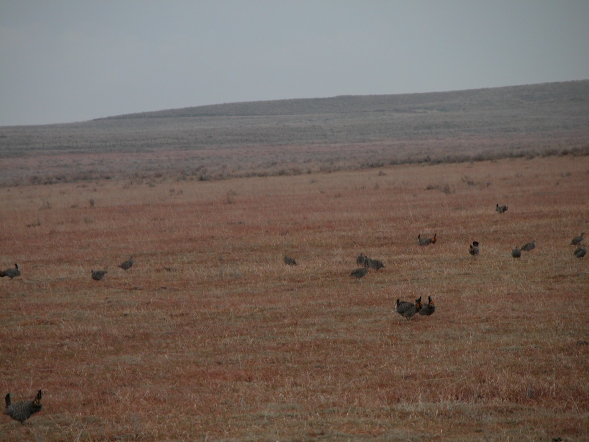 Tétras des prairies - ML548988341