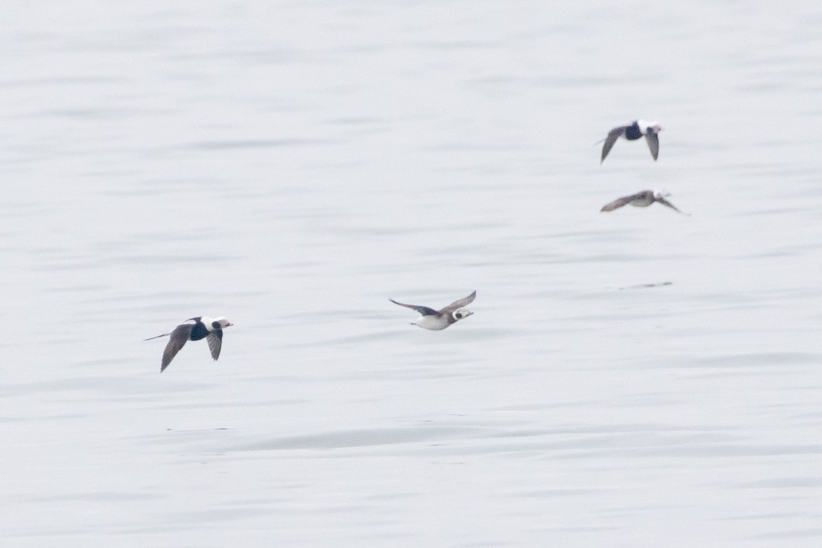 Long-tailed Duck - ML548989171