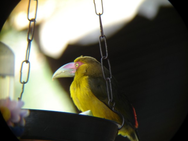 Saffron Toucanet - ML548991891