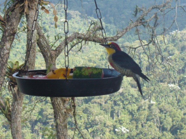 Yellow-fronted Woodpecker - Bob Hargis
