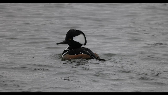 Hooded Merganser - ML548992421