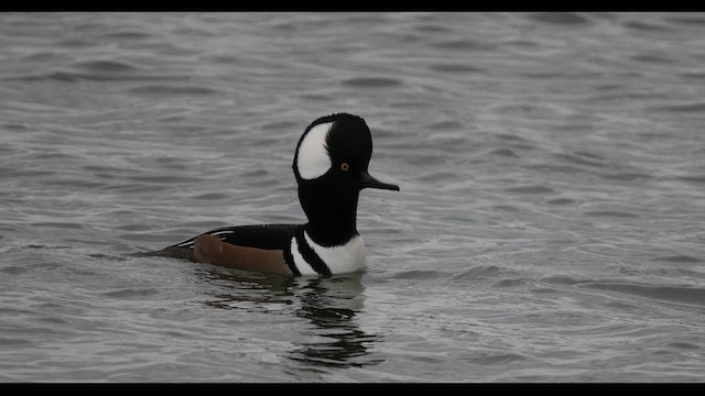 Hooded Merganser - ML548992491