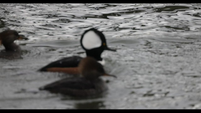 Hooded Merganser - ML548992501