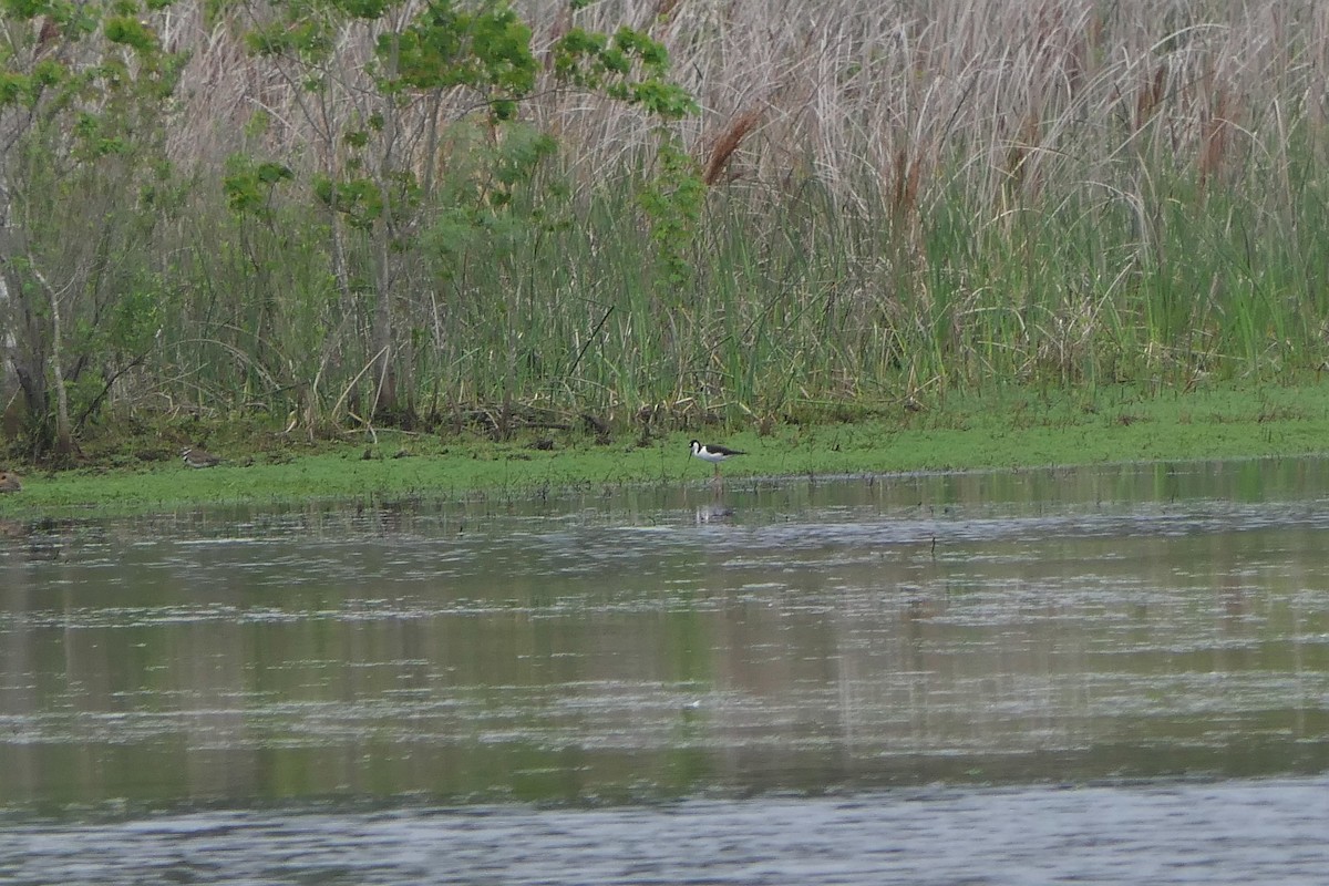 Black-necked Stilt - ML548992511