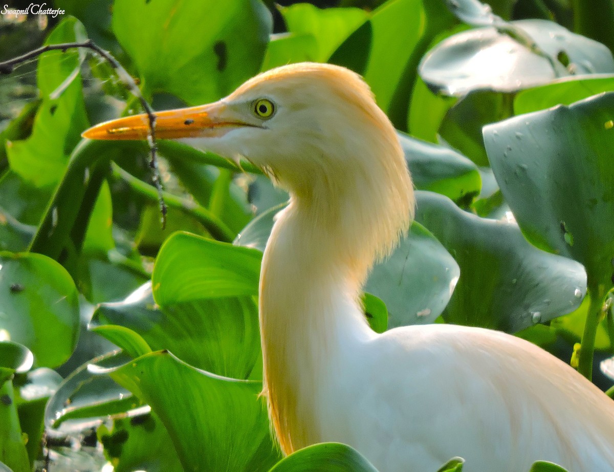 Eastern Cattle Egret - Swapnil Chatterjee