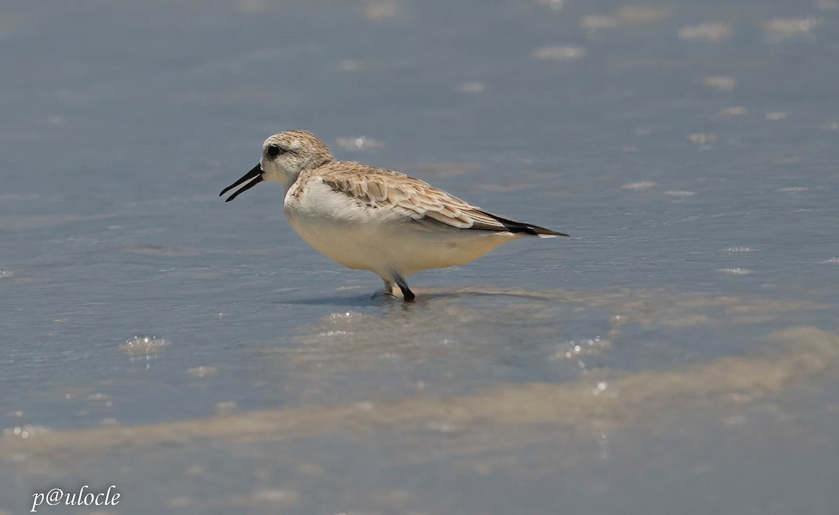 Bécasseau sanderling - ML548993041