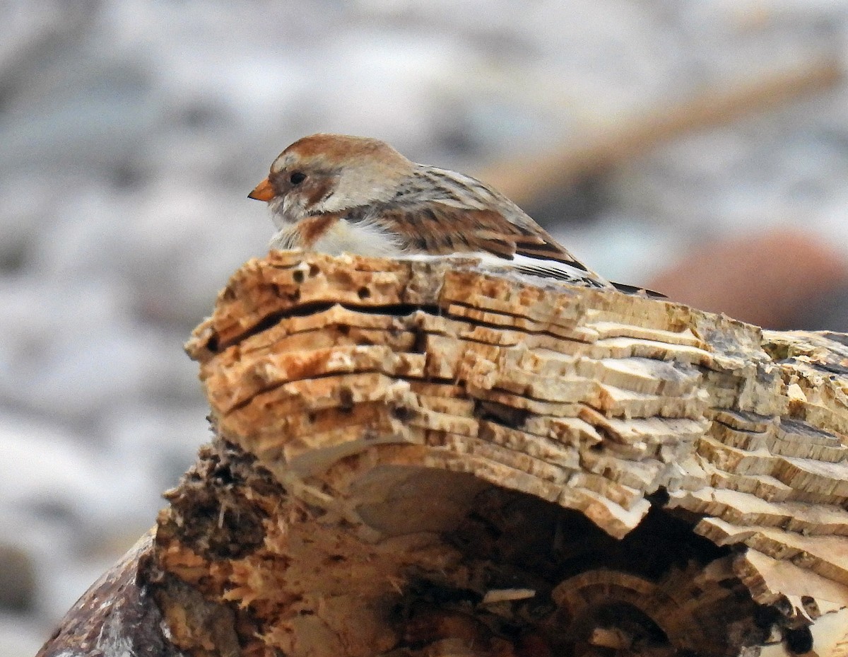 Snow Bunting - ML548993411