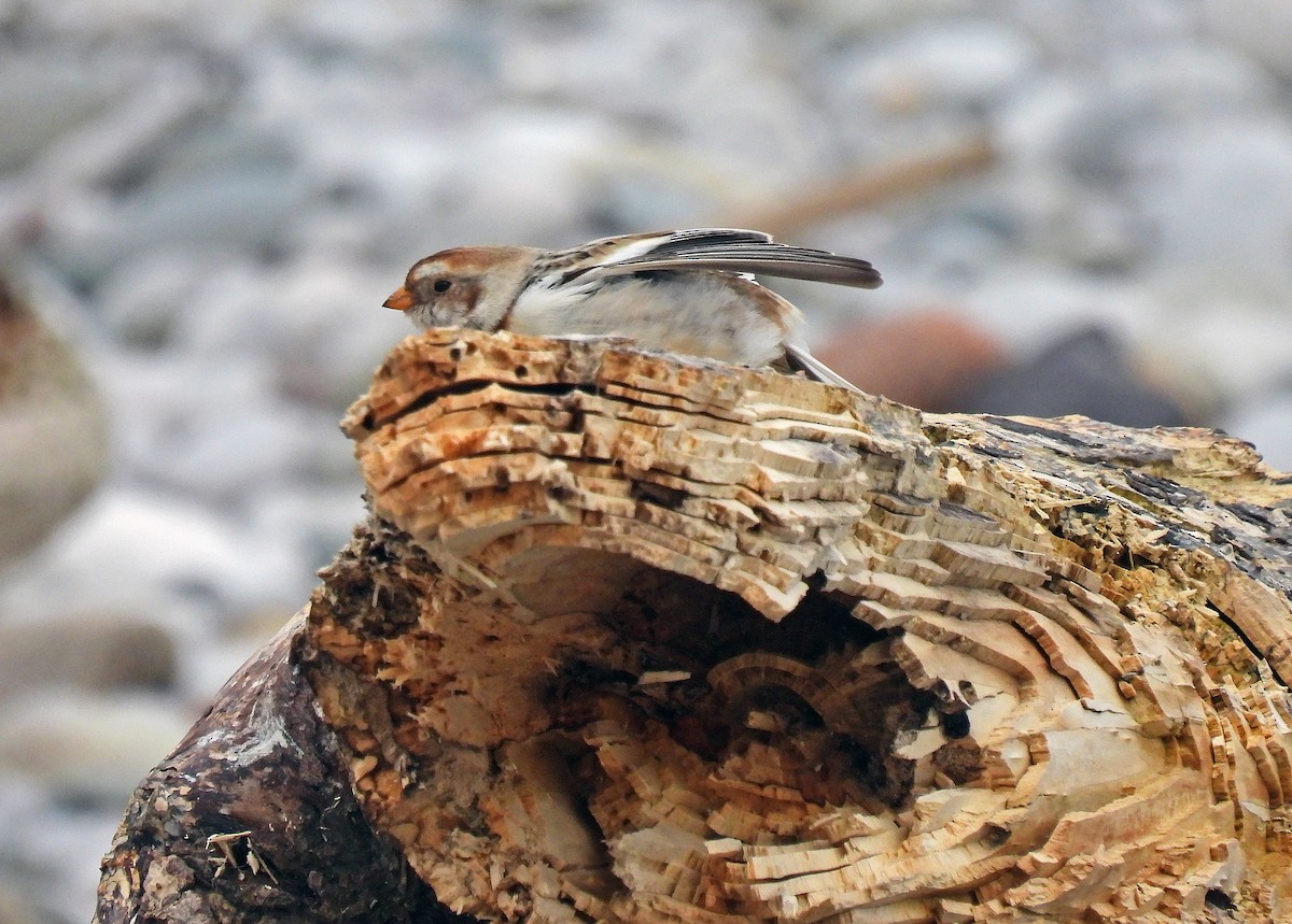 Snow Bunting - ML548993441