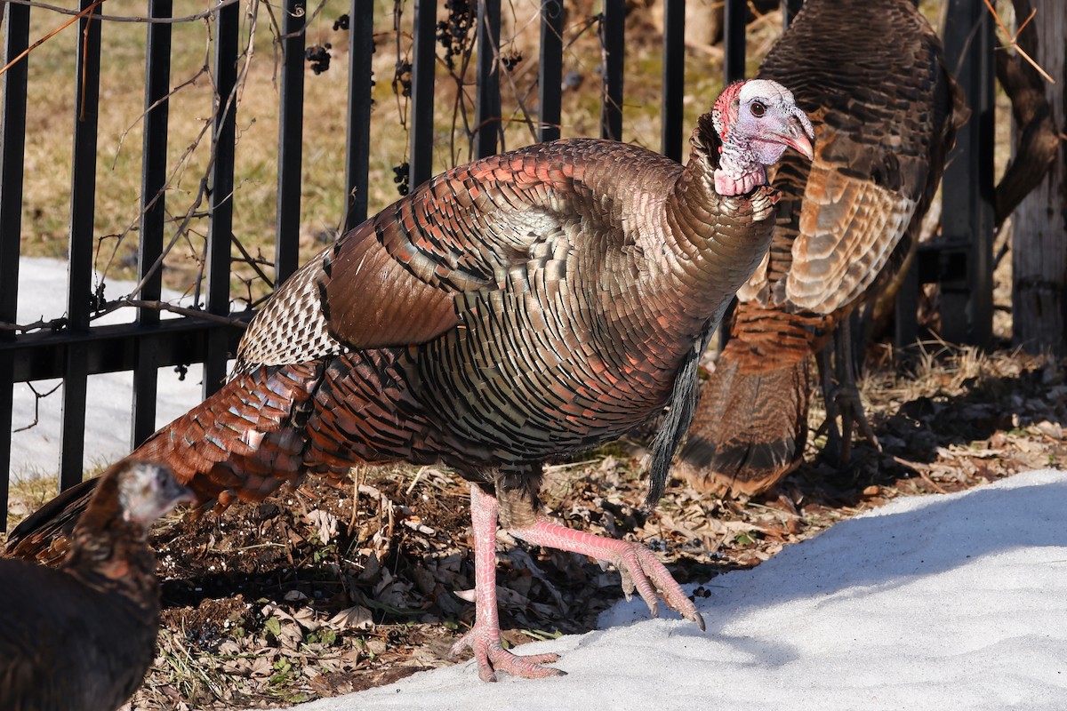 Wild Turkey - ML548993461