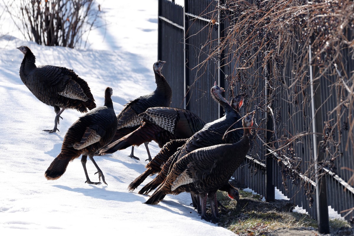 Wild Turkey - ML548993501