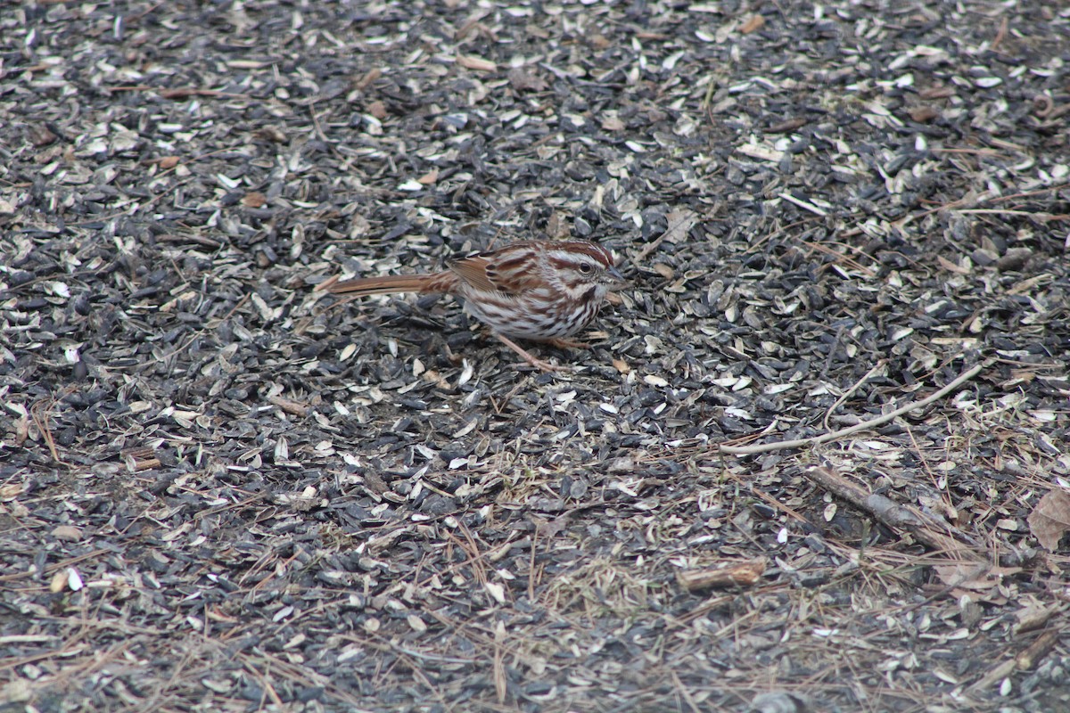 Song Sparrow - Anita Whitney