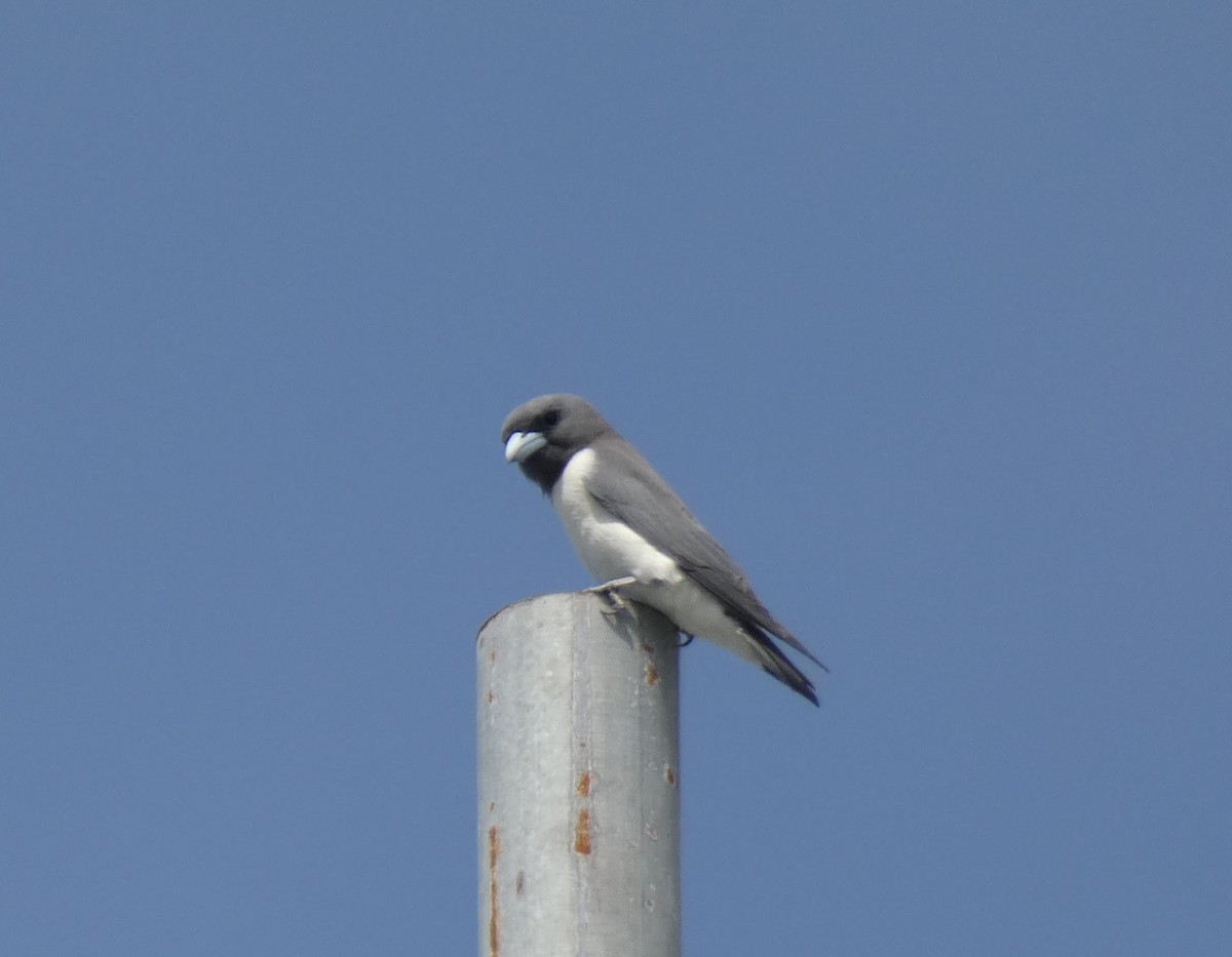 White-breasted Woodswallow - Tony King