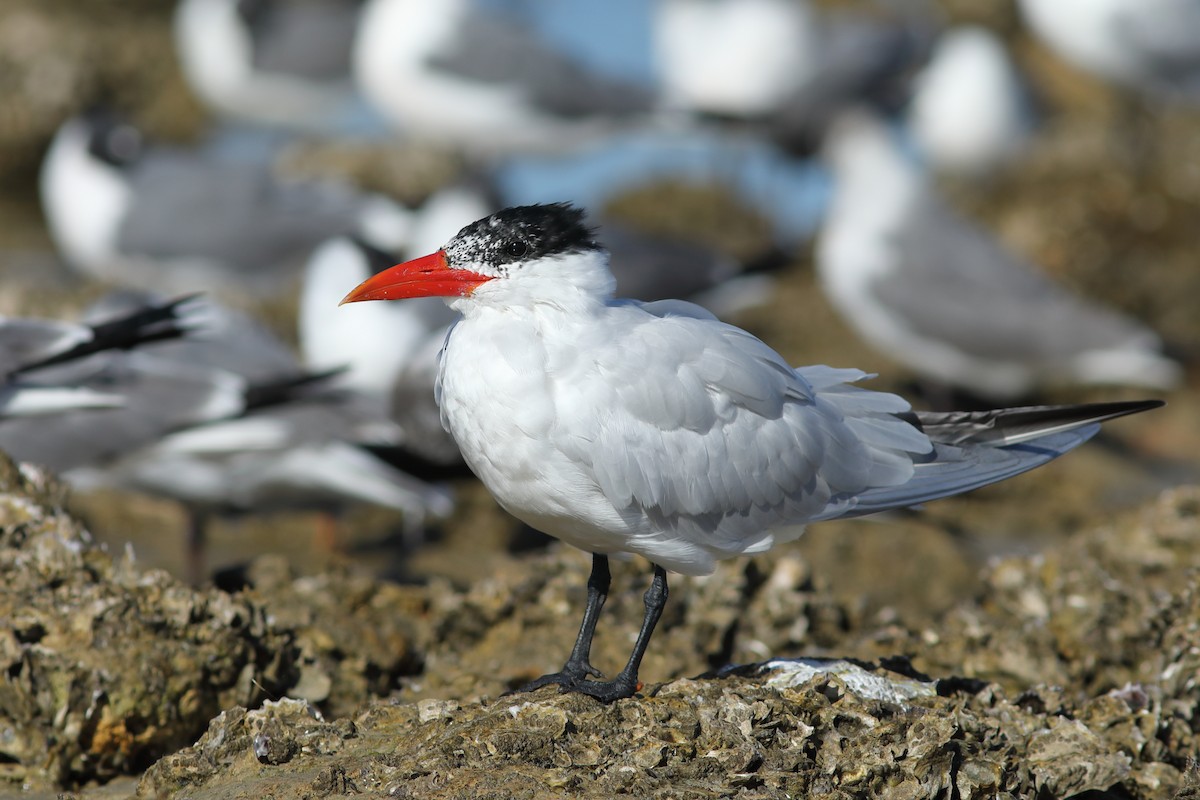 Caspian Tern - ML548994271