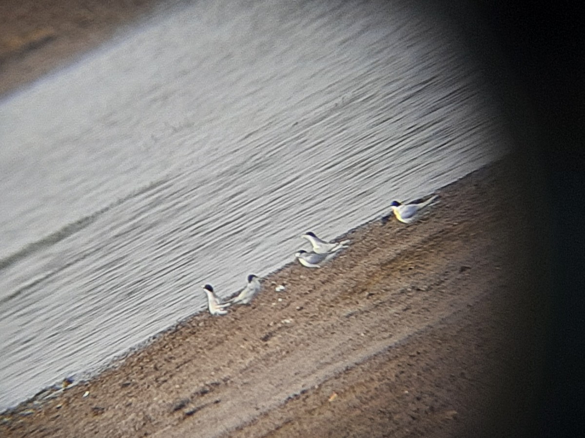 Little Tern - ML548994351