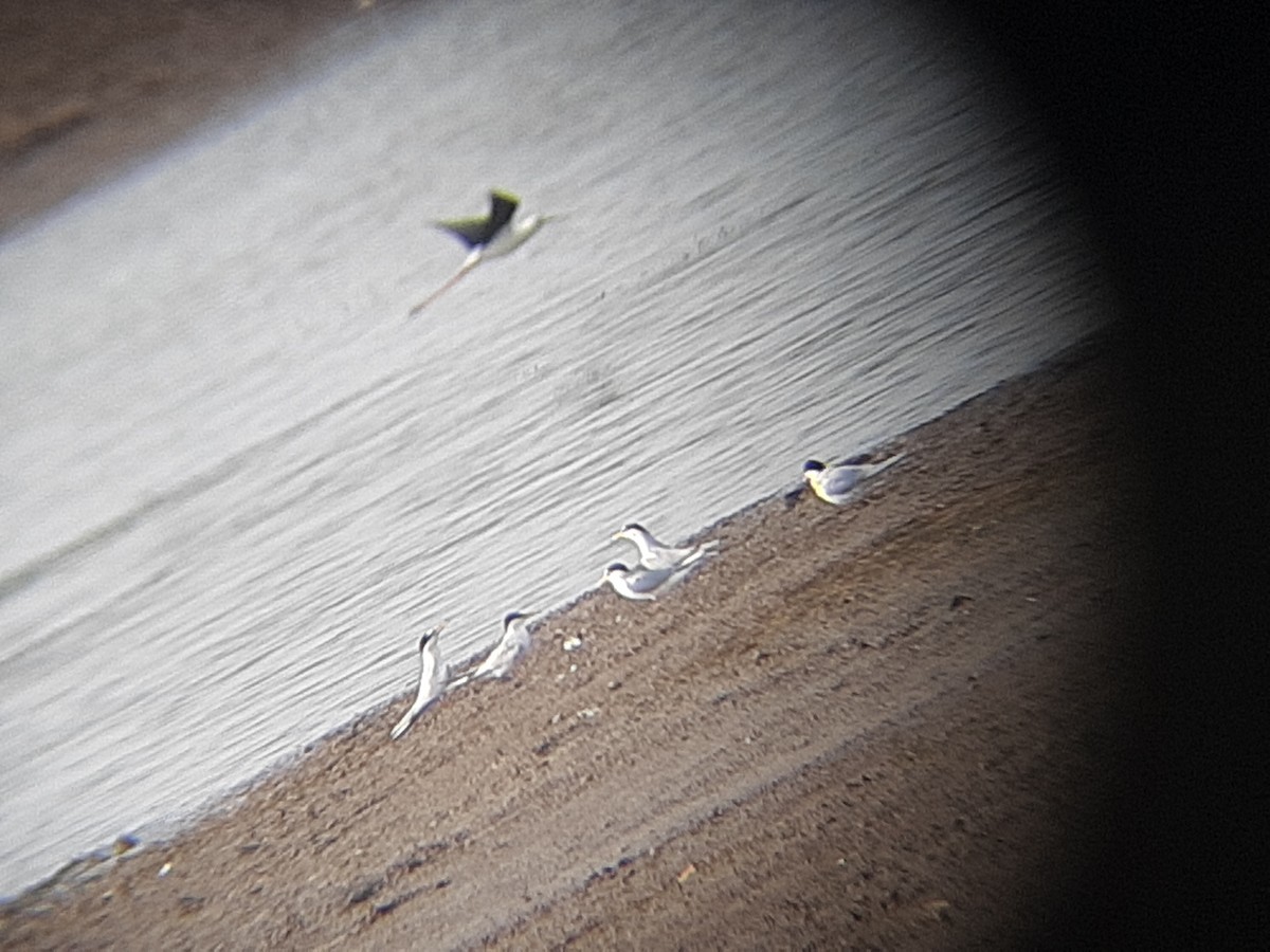 Little Tern - ML548994381