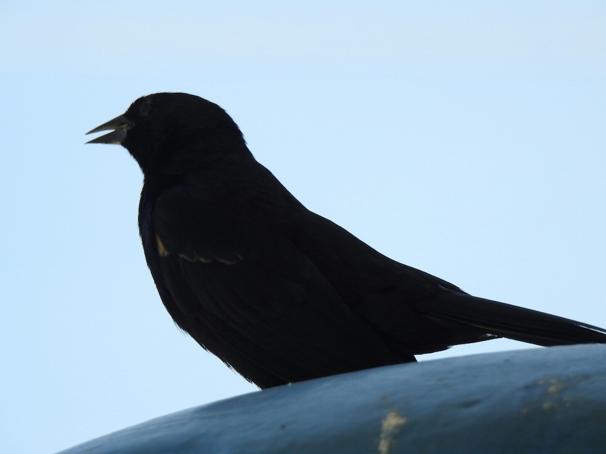 Tawny-shouldered Blackbird - ML54899441