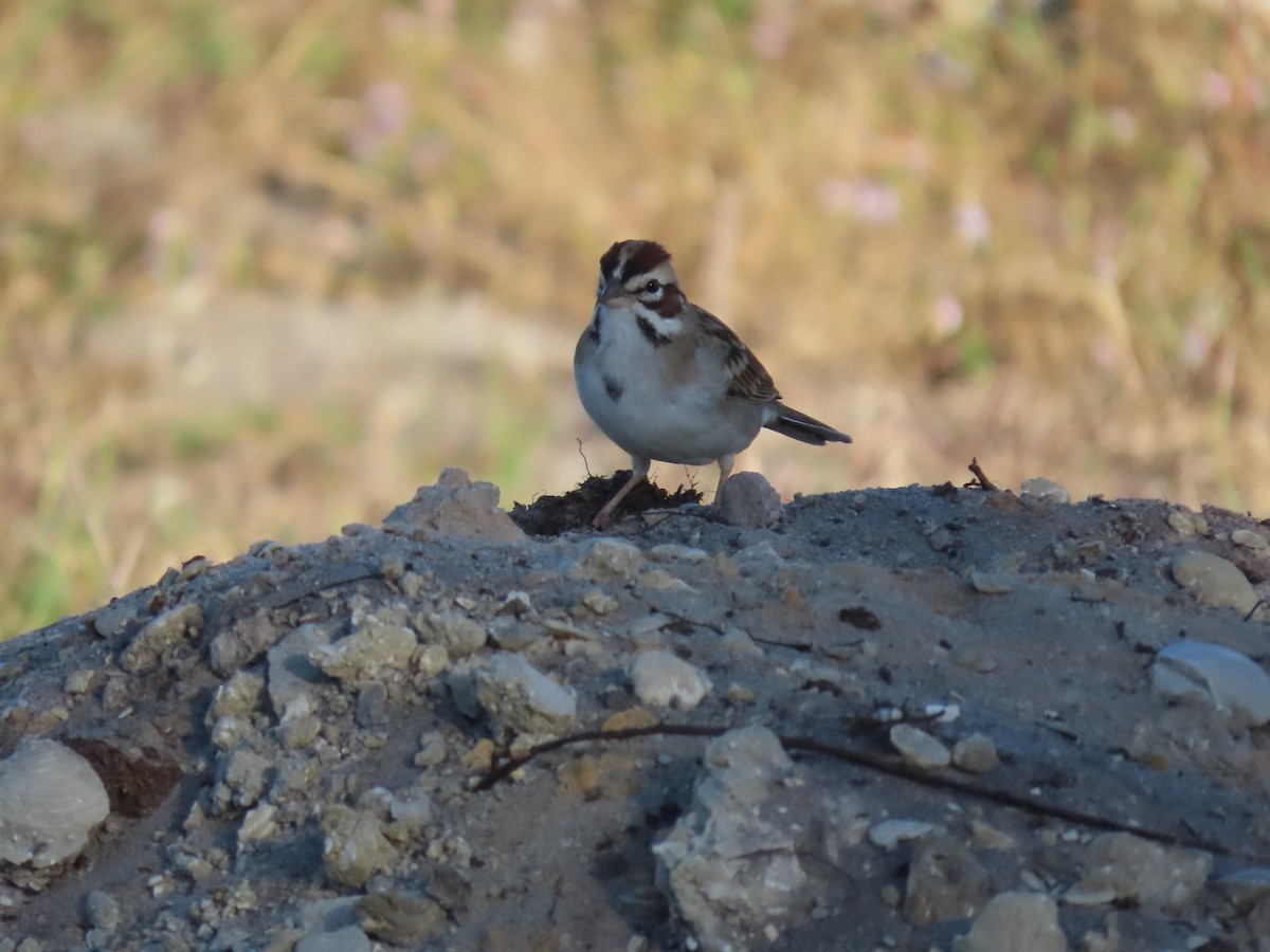 Lark Sparrow - ML548994461