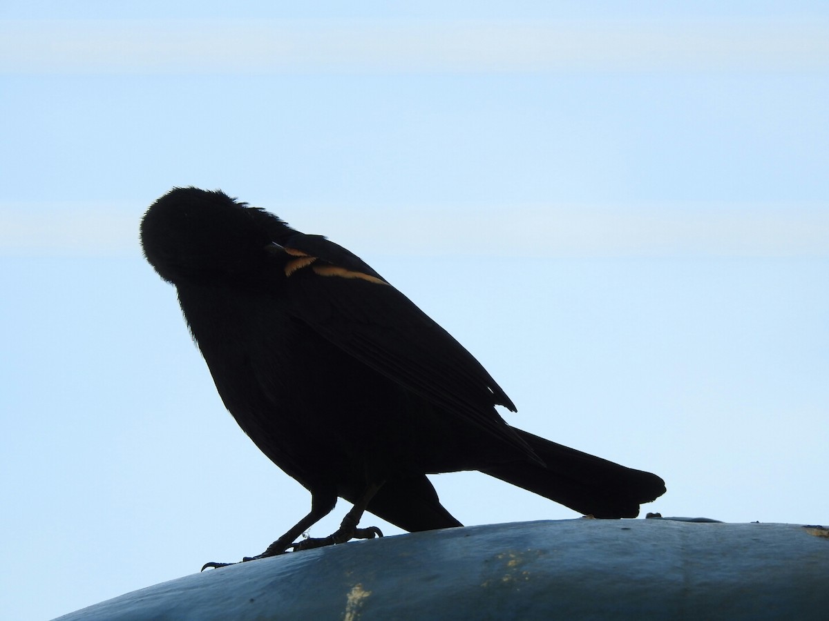 Tawny-shouldered Blackbird - ML54899481