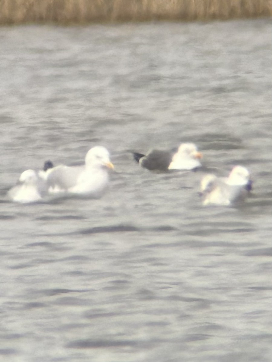 Lesser Black-backed Gull - ML548995031